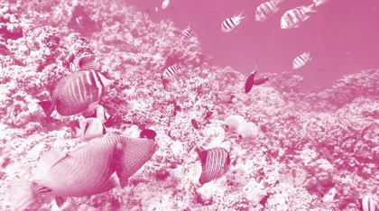 Undersea World海底世界