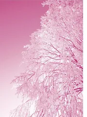 Wonderful Natural Phenomena in Winter冬日美妙的自然现象