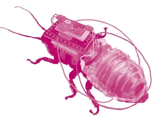 A Remote-controlled Cyborg Cockroach 蟑螂机器人