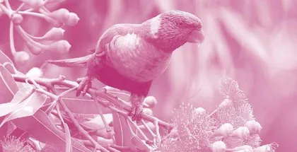 How Do Animals Deal with Climate Warming?动物如何应对气候变暖？
