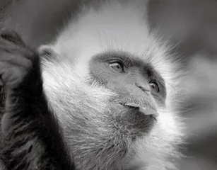 Are Bananas Bad  for Monkeys?猴子不该吃香蕉？