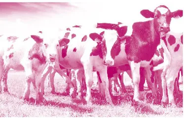 German Scientists Potty-train Calves 德国科学家对牛进行如厕训练