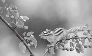 Chipmunks花栗鼠