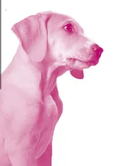 The “Perfect” Dog “完美”的狗
