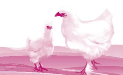 Silkies Become Trendy Pets Abroad乌鸡在国外成为新潮宠物