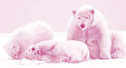 Polar Bears Are Becoming Smaller Because of Global Warming全球变暖导致北极熊变小