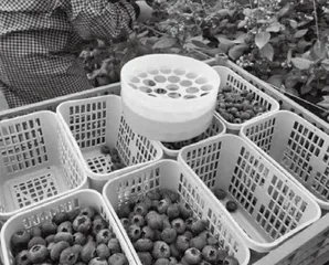 Are Blueberries Really Blue? 蓝莓真是蓝色的吗？
