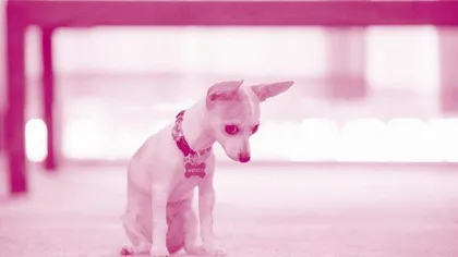The Origin of Dogs 狗的起源
