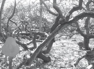 The World’s Largest Cashew Tree世界上最大的腰果树