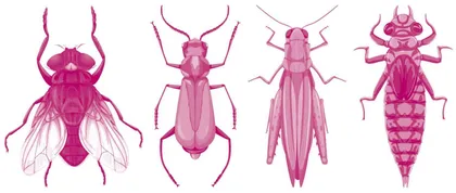 Climate Change and Farming Driving Insect Decline气候变化和农耕导致昆虫数量剧减
