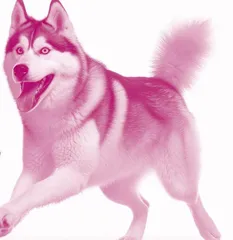 Fun Facts About Huskies