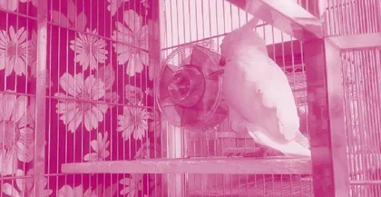 Brainy Cockatoos Have Troubles