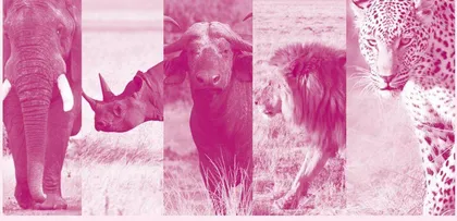 World Wildlife Day世界野生动植物日
