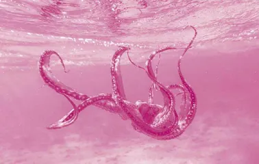 Crazy Facts About Octopuses 有关章鱼的疯狂事实