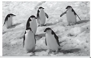  Why Do Chinstrap Penguins Constantly Blink Their Eyes?  为什么帽带企鹅不停地眨眼睛？ 