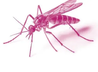 How to Beat Away Bug Bites