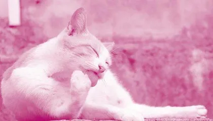 How Do Cats Keep Themselves  Cool in Summer?