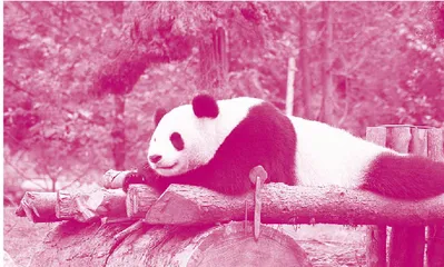 Smart Tech Is Helping to Protect China’s Giant Pandas智能科技正在帮助保护中国的大熊猫