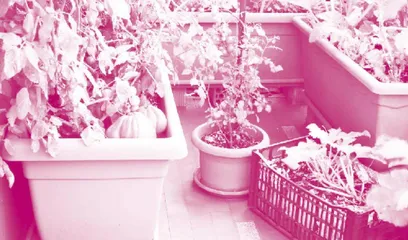 Youths Find a New Hobby—Balcony Gardening年轻人热衷阳台种菜