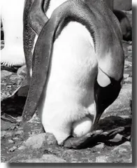 There Is No Time Left for Antarctica’s Emperor Penguins 南极帝企鹅已危在旦夕