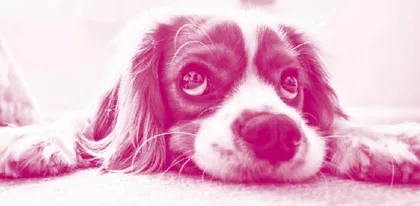 The Differences of Vision Between Humans and Dogs狗的视觉与人类的视觉有何区别