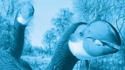 Thunder Birds, Australia's Big Ugly Ducklings象鸟，澳大利亚的巨型丑小鸭