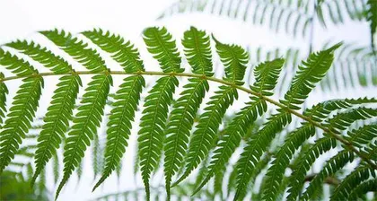 植物“活化石”1