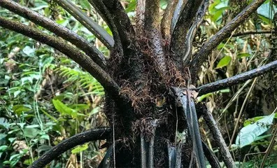 植物“活化石”4