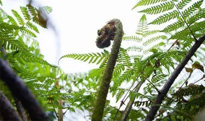 植物“活化石”5