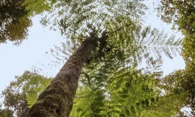 植物“活化石”7
