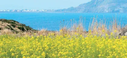 济州岛往事