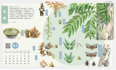 香椿