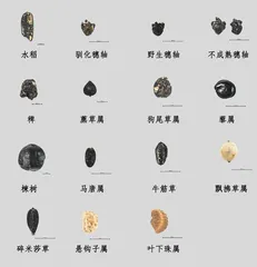 科学技术让老遗址结“新果”2