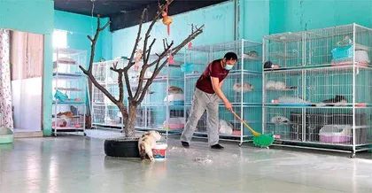 从钢铁到萌宠:鞍山如何输出百万宠物2