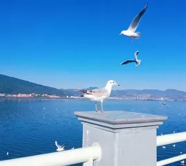 春天的约定2