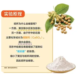 “大力士”黄豆，力破纸杯！