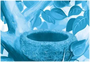 鸟儿如何筑巢
