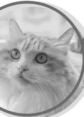 The Orange Kitten橘色小猫
