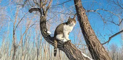 小猫“悟空”之死，与500万人的悲伤