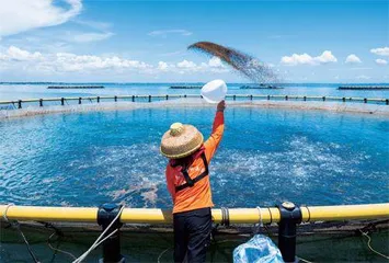 向海面，再造湛江