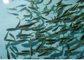 向海面,再造湛江5