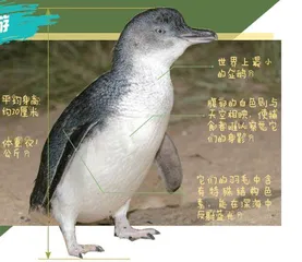 等企鹅回家9