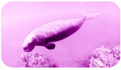 Swimming with manatees与海牛畅游