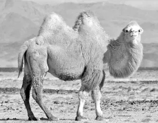 Preserve a vanishing tradition among Gobi's camel herders戈壁牧民传统保卫战