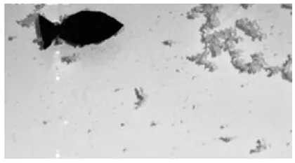 Scientists develop robotic fishto “eat” microplastics 一条“吃”微塑料的“鱼”