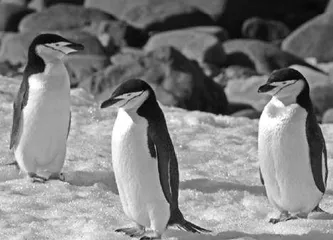 Chinstrap penguins sleep in short bursts for babies帽带企鹅，“带娃”不易