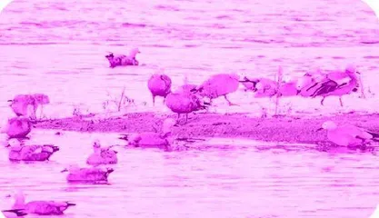 The tale of“Uncle Bird”松花江畔护鸟人