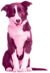 My dog saved my life救命犬