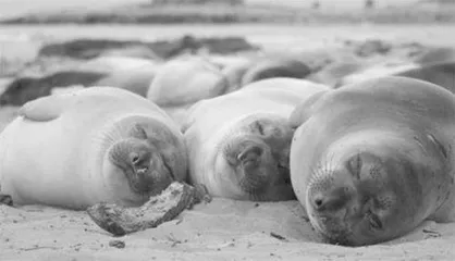 象海豹的睡眠奇迹