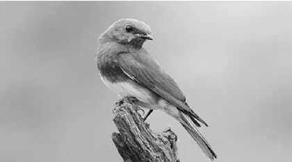 Dedicated to saving bluebirds 百岁老人的知更鸟不了情